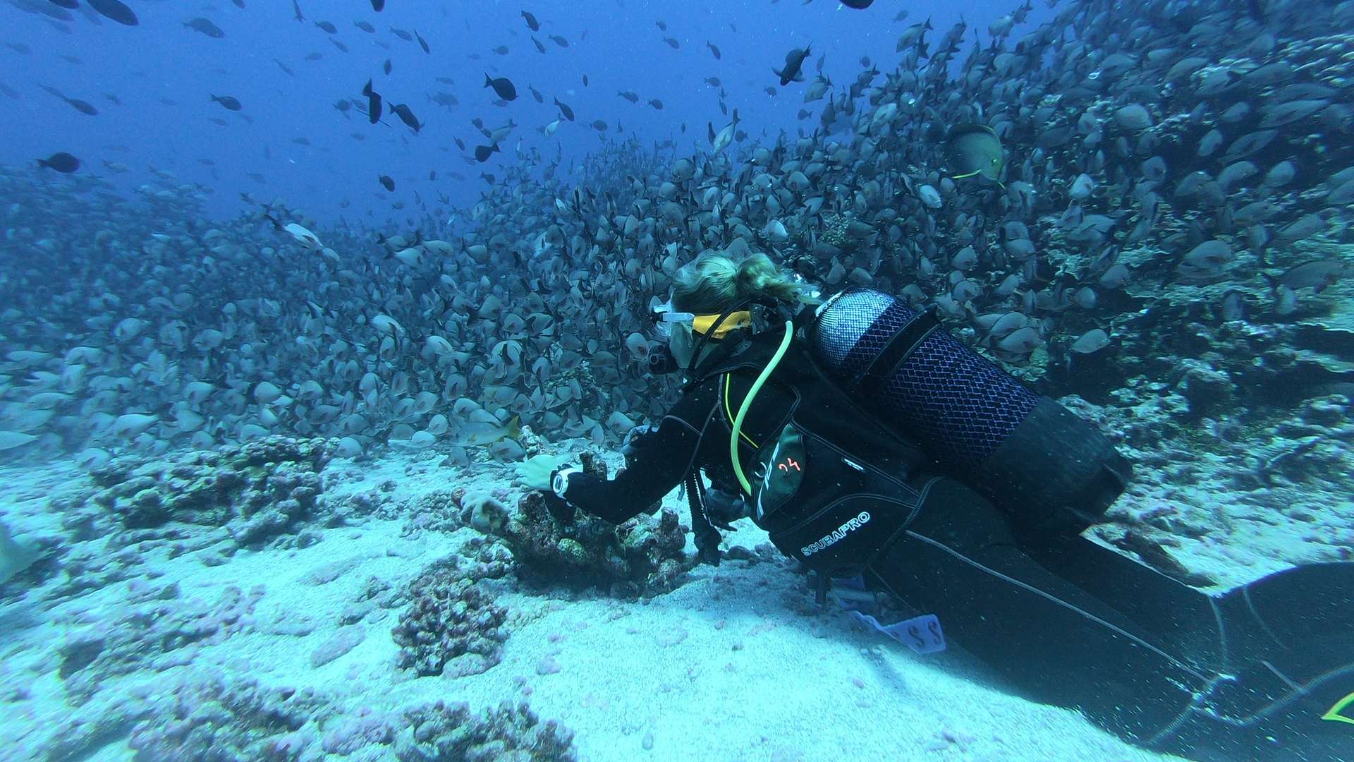 Surfing In Sea Area Sky Face to See the View Scuba Diving
